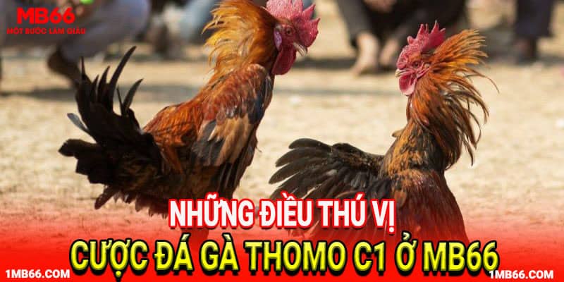 Khái niệm về đá gà thomo c1