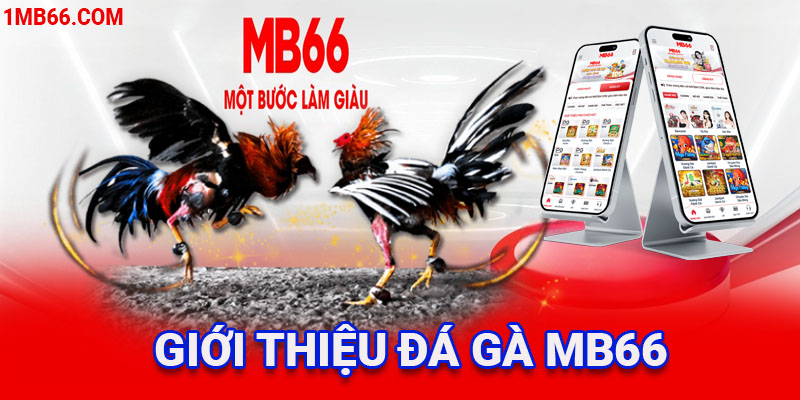 Những điều thú vị nhất liên quan về đá gà MB66