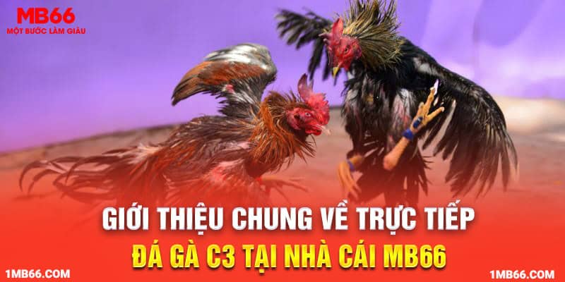 Giới thiệu chung về trực tiếp đá gà C3 tại nhà cái MB66