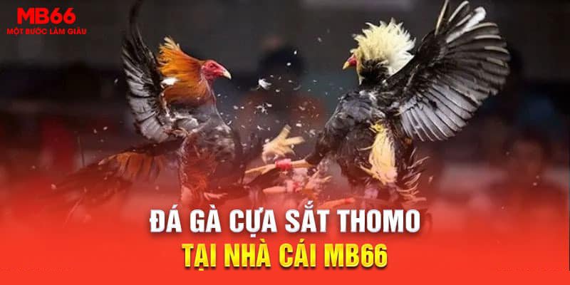 đá gà cựa sắt Thomo