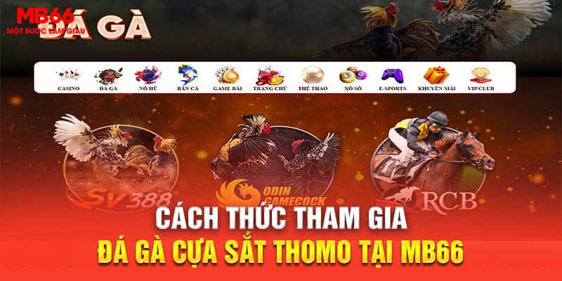 Cách thức tham gia đá gà cựa sắt Thomo