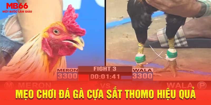 Mẹo chơi đá gà cựa sắt Thomo hiệu quả