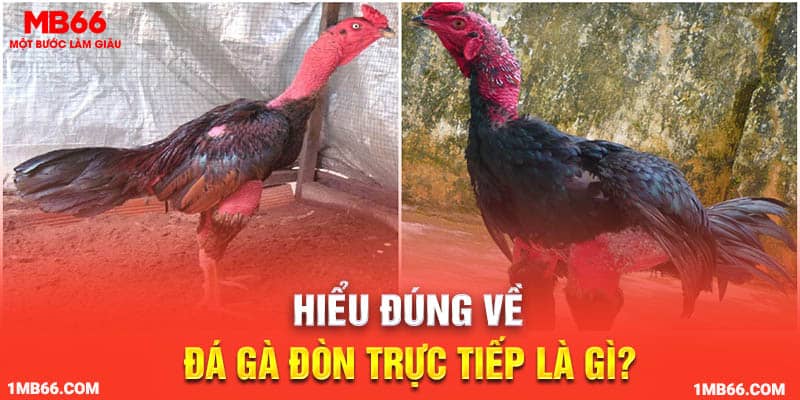 Hiểu đúng về đá gà đòn trực tiếp là gì?