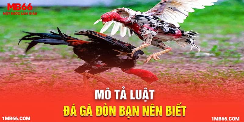 Mô tả luật đá gà đòn bạn nên biết