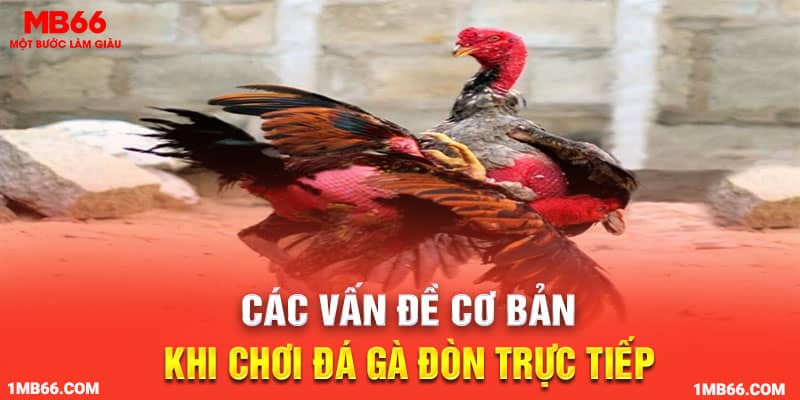 Các vấn đề cơ bản khi chơi đá gà đòn trực tiếp