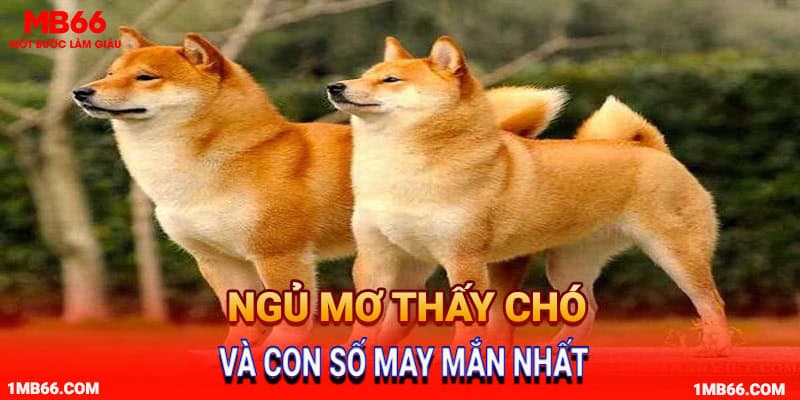 Ngủ mơ thấy chó và con số mấy may mắn nhất